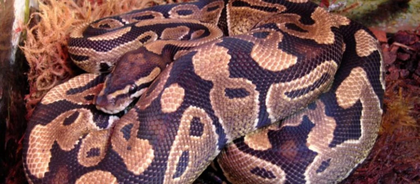 Αγνοείται πύθωνας 3 μέτρων στο Κέιμπριτζ - «Κινδυνεύουν μόνο τα μικρά ζώα» λένε οι αρχές» (φώτο)